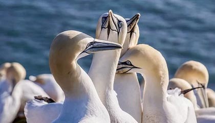 开云-科曼：我能理解梅西的愤怒 他与格列兹曼没有问题