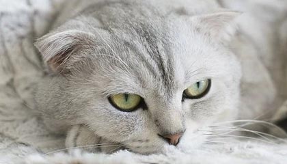 开云-国安想趁乱破恐韩魔咒 热内西奥帅位依然很稳？